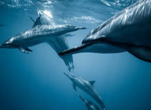 GA黄金甲-双探花重谈乌度卡离队 塔图姆：有些事情需要保密